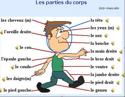 Les Parties Du Corps 2º ESO