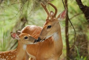 A rare moment of bonding in nature as White tail buck touches noses with his fawn. Beautiful backlighting.